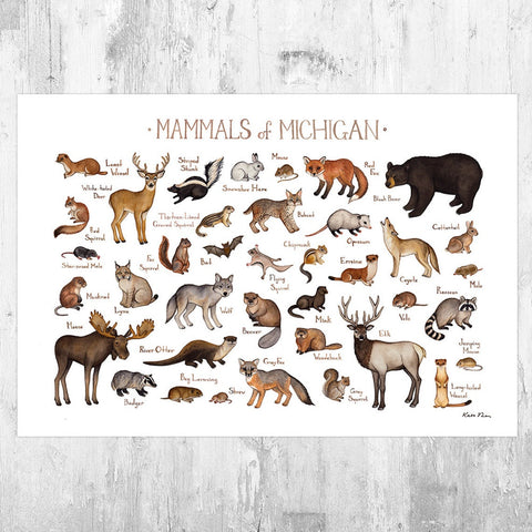 Mammals Of Michigan Print